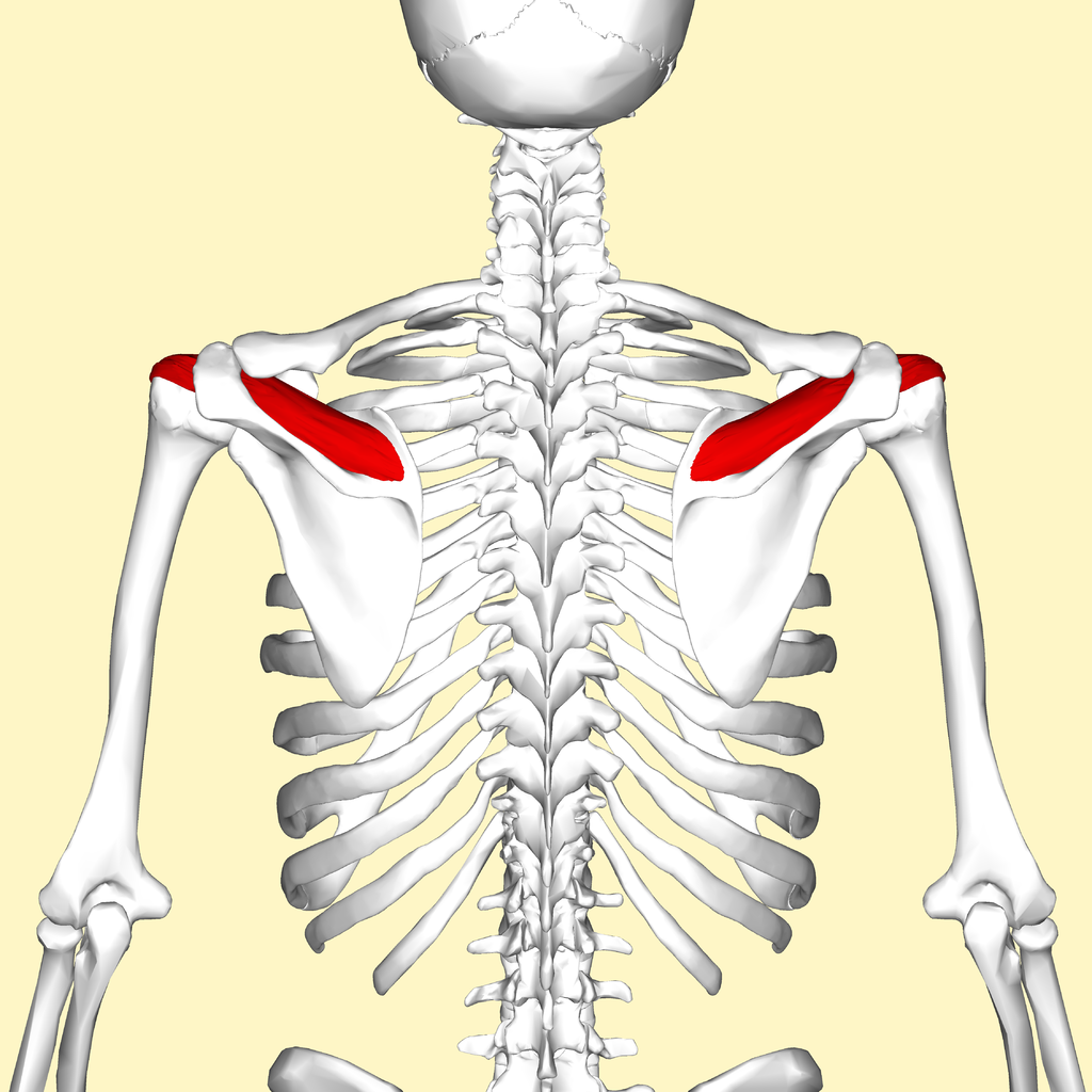 <p><span>Stabilize shoulder joint; assist rotation of humerus.</span></p>