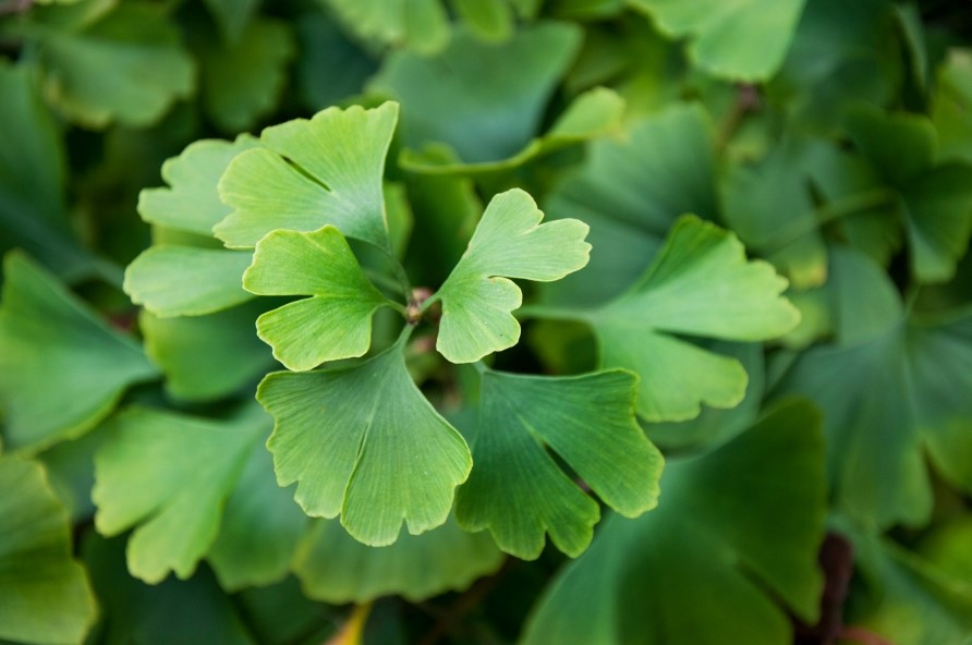 ginkgo