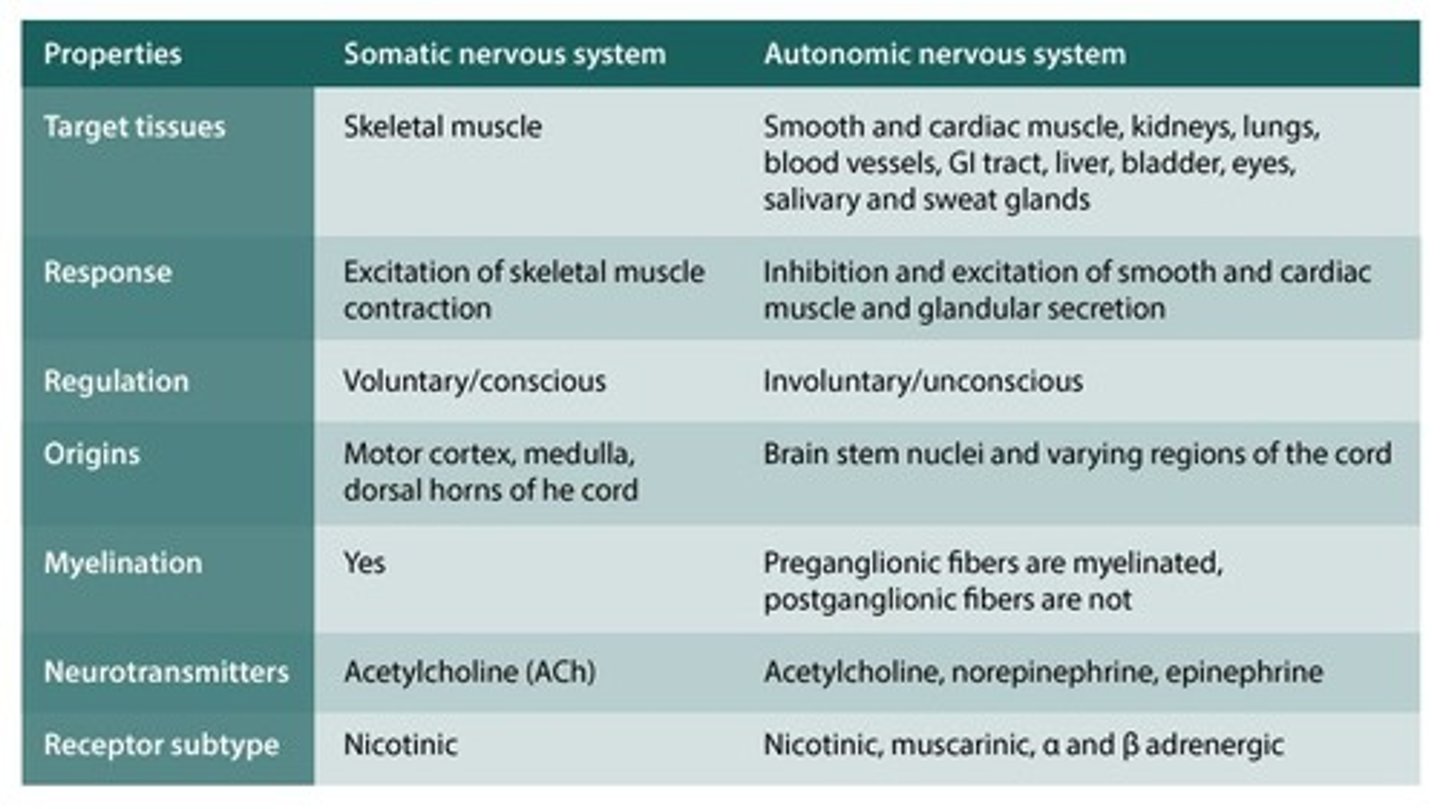 <p>To convey information (impulses) from the CNS to the effector organs.</p>