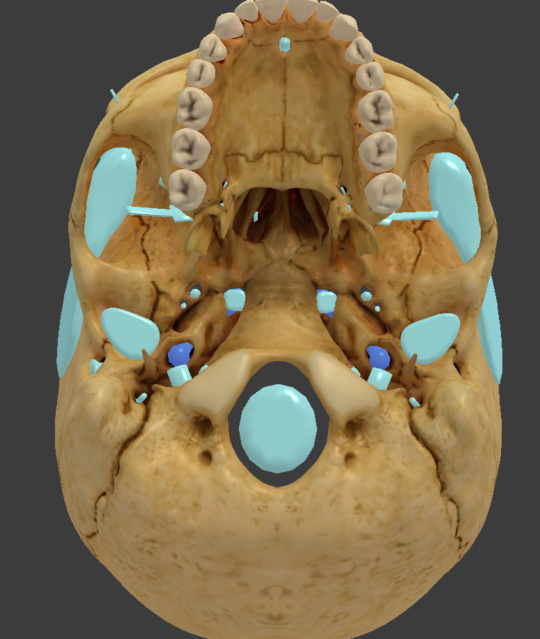 <p>What is the highlighted structure?</p>