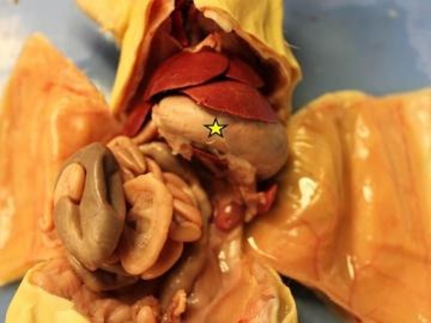 knowt flashcard image