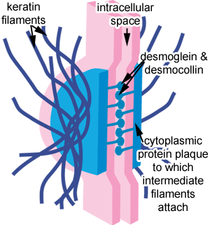 <p>the presence of desmocollin and desmoglein proteins that link adjacent cells </p>