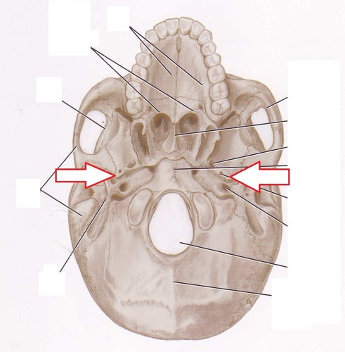 <p>attachment of sphenomandibular ligament</p><p>origin of tensor veli palanti</p><p>sharp spiny protuberance at posterior, lateral corner of each greater wing of sphenoid</p>