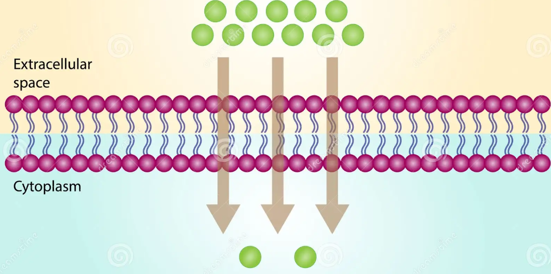 <p>the passive movement of molecules from an area of high concentration to low concentration</p>