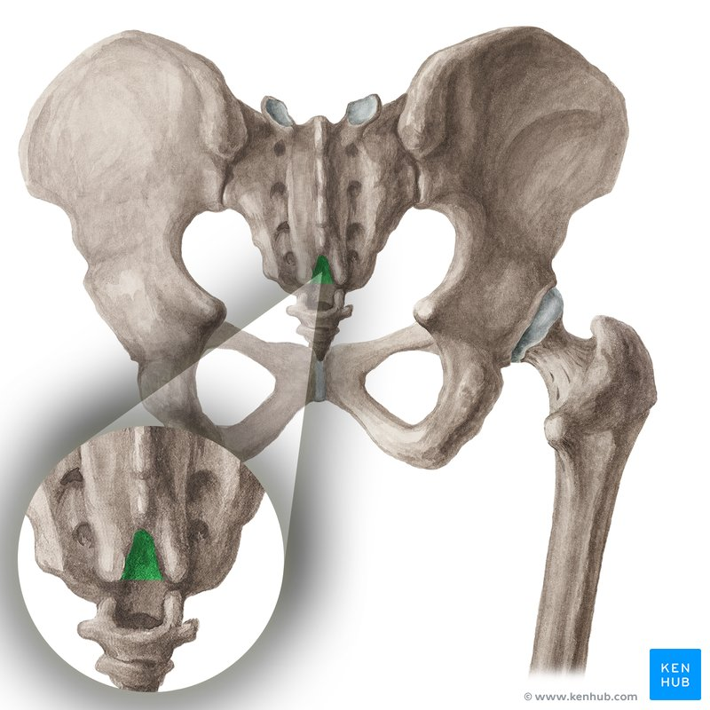<p>name this bone of bone marking</p>