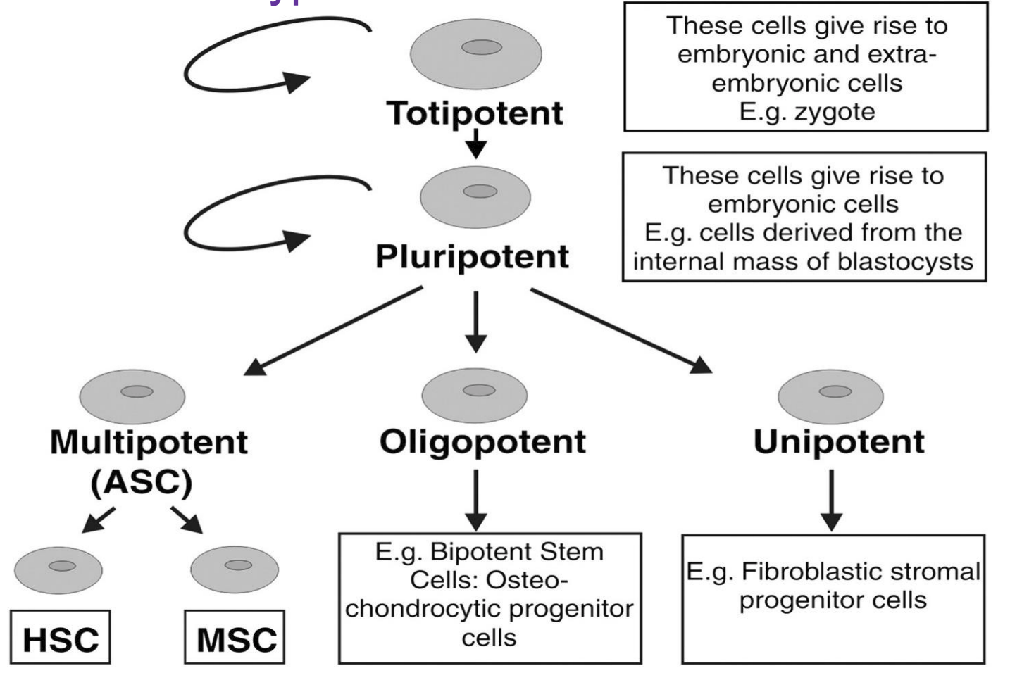 <p>All multicellular organisms arise from one cell</p><p>most commonly from inner cell mass of blastocyst</p><p>Types:</p><ul><li><p>Pluripotent (inner cell mass)</p><ul><li><p>differentiate ONLY into embryonic cells</p></li></ul></li><li><p>Totipotent (blastomere)</p><ul><li><p>can differentiate into placental and embryonic cells</p></li></ul></li></ul><p></p>