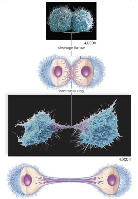 <ul><li><p>A ring of actin fibers forms and contracts around edge of division</p></li><li><p>Contracts and splits cytoplasms of cells until they are separate</p></li></ul>