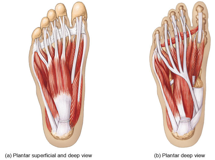 <p>E<strong>xtrinsic muscles of the foot</strong> - Structure + Movement + Function</p>