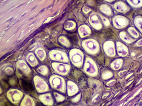 <p>what kind of tissue is this?</p>