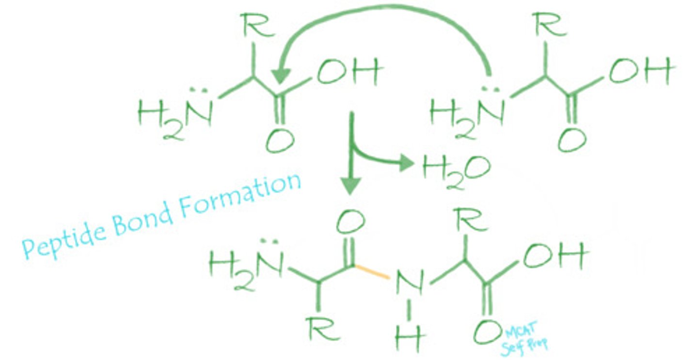 <p>(C) Condensation</p><p>Peptide bonds are formed by the nucleophilic addition-elimination reaction, which is a type of condensation reaction. The electron pair on the amino group of one amino acid will nucleophilically attack the carbonyl carbon of the carboxyl group of another amino acid, releasing a water molecule and forming a peptide bond.</p>