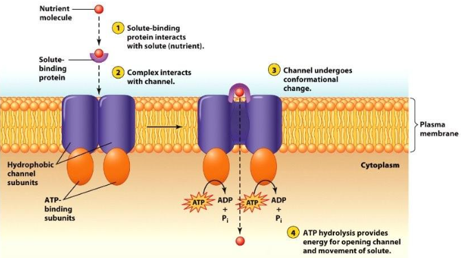 <p>ATP-Binding Cassette is a protein transporter that moves particles AGAINST a [ ] gradient &amp; requires energy in the form of ATP.</p><p>To move molecules out, proteins secrete proteins outside the cell by using ATP. The protein is threaded through the membrane and folded outside of the cell.&nbsp;</p>