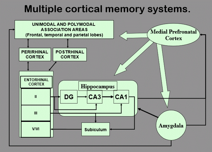<p>there are many interconnected cognitive processing centers in the brain that are processing newly acquired information. </p><p>ex:</p><ul><li><p>amygdala is required for fearful memories establishment and storage. (temporal, in hippocampus)</p></li><li><p>Formation of memories about context and space involves information processing in hippocampal-cortex memory system (temporal lobe)</p></li></ul><p></p>