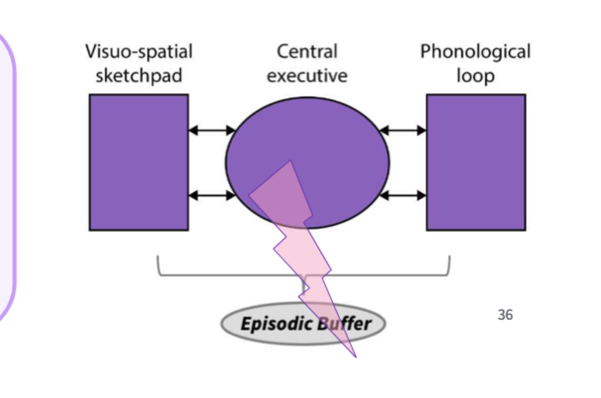 <p>Challenging that visual and auditory memory are separate.</p><ul><li><p>people can rmr more items when they form a coherent story: phonological loop must somehow interact with LTM. Concious experience appears to bind tgt different modalities.</p></li></ul><p></p><ul><li><p>The model in the picture suggests that theres a separate time limited model that combines info across all the diff stores including phonological loop, visual spatial sketchpad and the LTM. </p></li><li><p>Controlled by the central executive and is assumed to lead to conscious awareness of time based, multi sensory memories.</p></li></ul><p></p>
