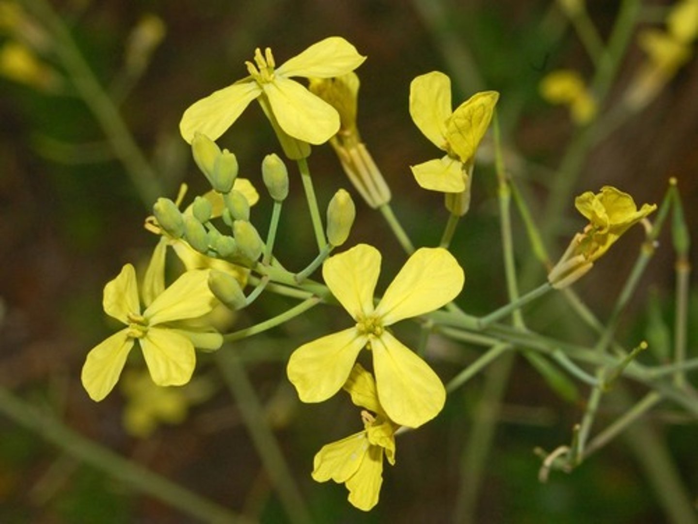 <p>Kruisbloemenfamilie</p>