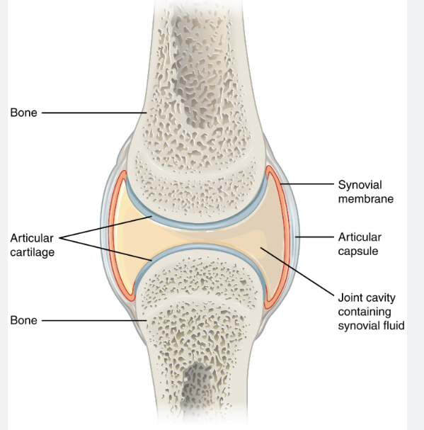<p>Synovial Cavity</p>
