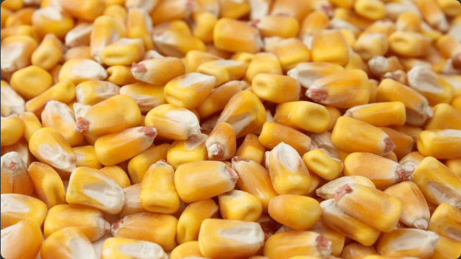 <p>most cost efficient energy source on</p><p>the market</p><p>■ Basis for most diets</p><p>whole shelled hard pericarp</p>