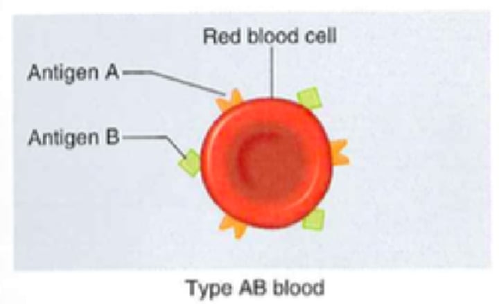 <p>- A and B antigen<br>- No antibodies<br>- Rh antigens<br>- Can receive from all blood types</p>
