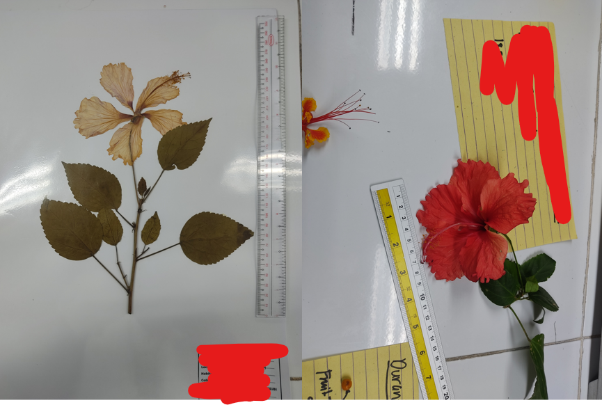 <p>eudicot; a tropical, evergreen plant known for its bold flowers that can be up to 6 inches across with a showy central tube</p>