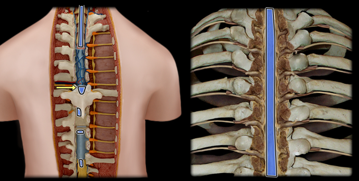 <p>Spinal cord</p>
