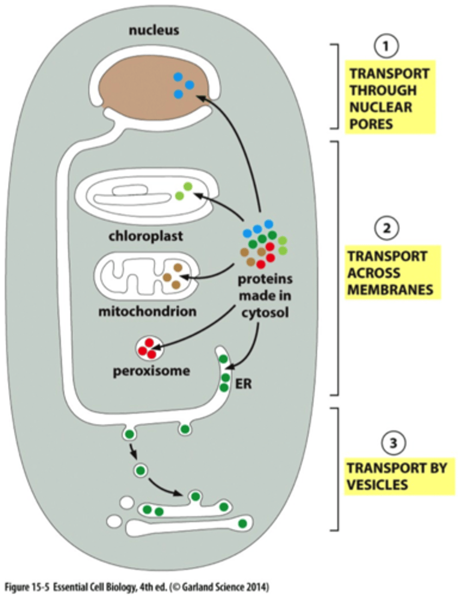 <p>1) Transport through nuc. pore: folded proteins enter via nuc pores<br>2) Transport across mem: unfolded proteins enter organelles via protein translocators (must unfold to get across mem)<br>3) Transport by vesicles: folded proteins move via transport vesicles that fuse w/ other mem (pinches off mem to form vesicle that fuses w/ another part of a mem)</p>