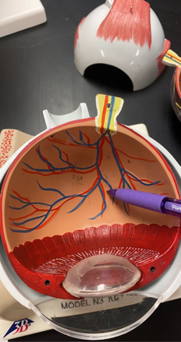 <p>The inner surface</p>