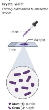 <p><strong>Primary Staining (Crystal Violet)</strong></p><ul><li><p>Flood the slide with <strong>crystal violet</strong> dye for <strong>1 minute</strong>.</p></li><li><p><strong>Crystal violet</strong> stains all bacterial cells purple.</p></li><li><p><strong>Rinse</strong> the slide gently with water.</p></li></ul><p></p>