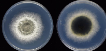 <p>(phaeohyphomycosis) biopularis sp </p>