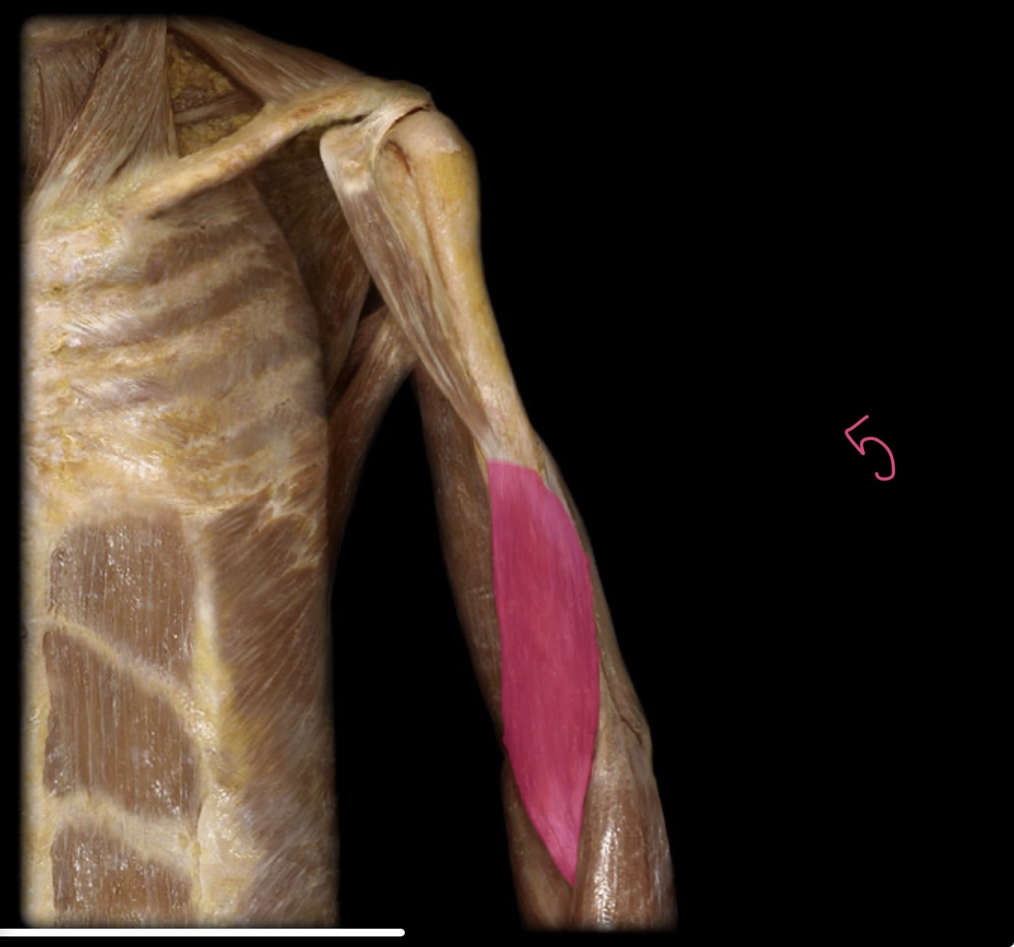 <p>Brachialis </p>