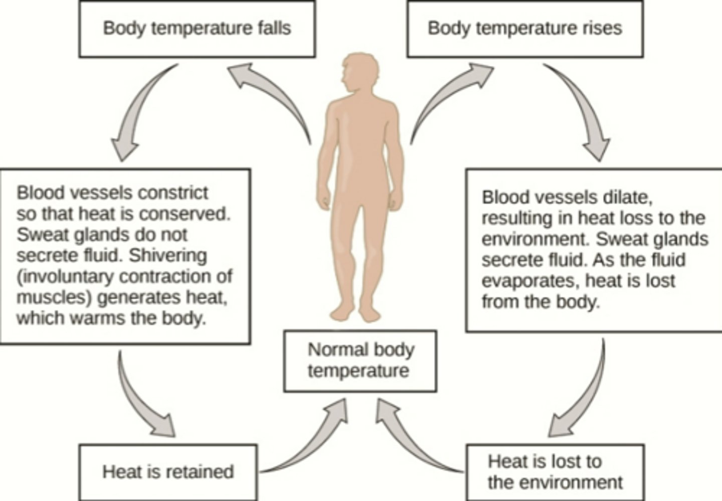 <p>Two steps of thermoregulation (governed by the hypothalamus)</p>