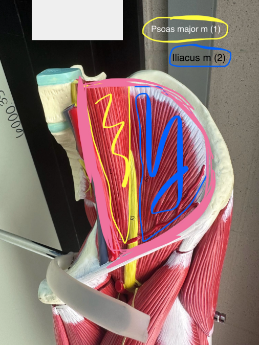 <p>What do these two muscles make up (indicated in pink)?</p>