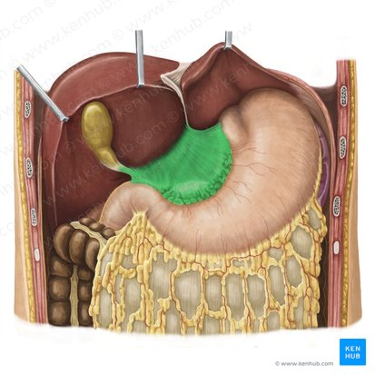 <p>covers stomach and liver</p>