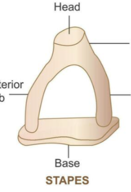<p>Stapes - ear ossicles</p>