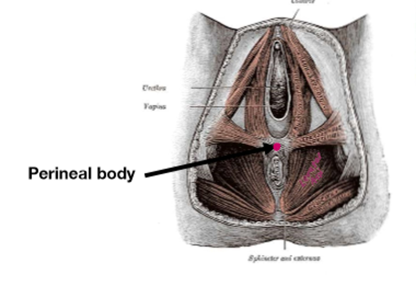 <p>The perineal body acts as an <strong>important attachment point for muscles of the pelvic floor,</strong> maintaining the integrity of the pelvic diaphragm, especially during childbirth.</p>