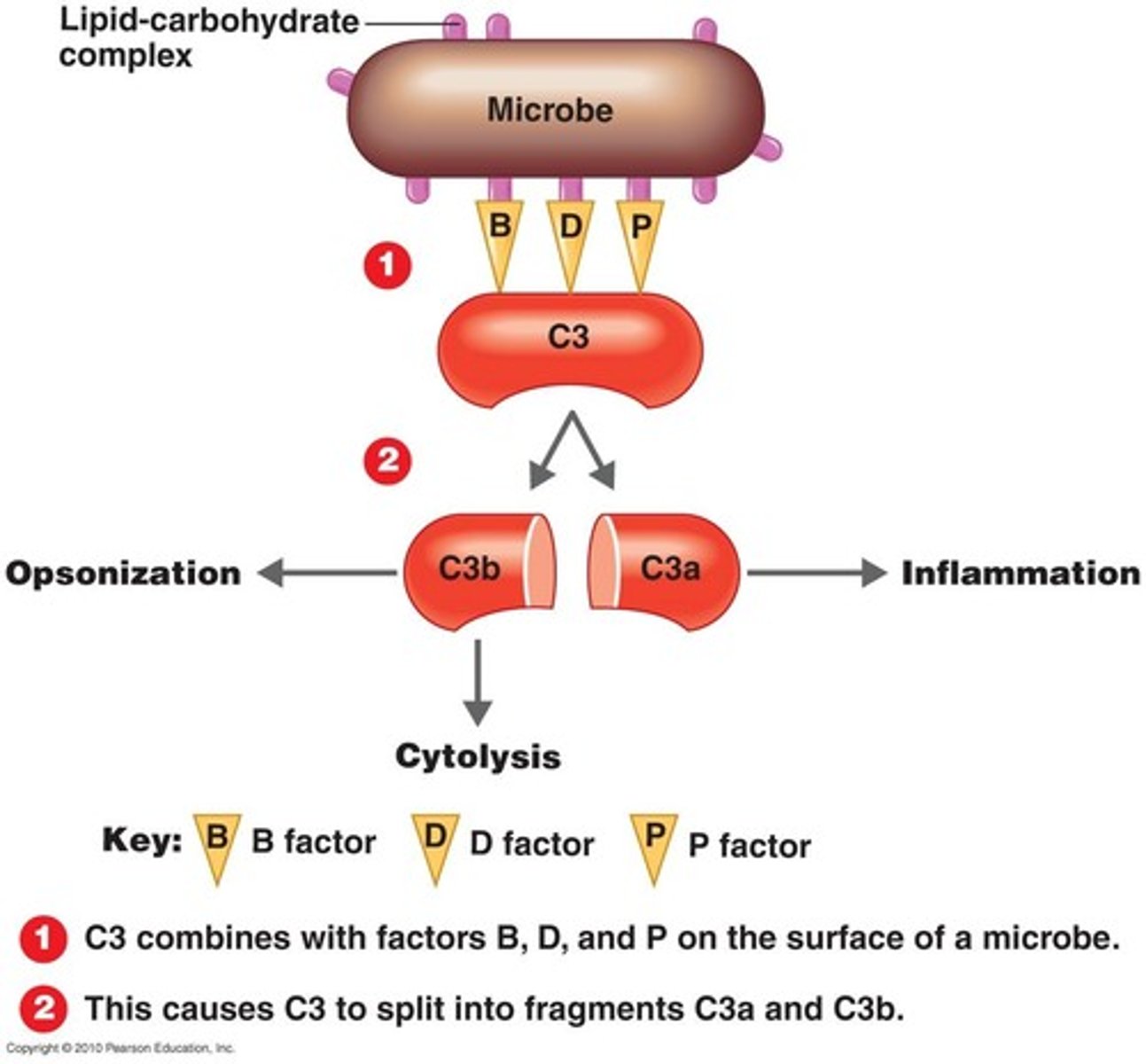 <p>This is an action of antibodies that creates holes in the surface of an antigen that would lead for the cell to lyse</p>
