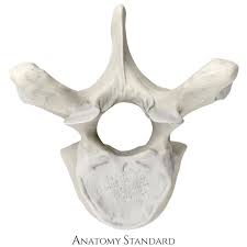 <p>What kind of bone is this?</p>