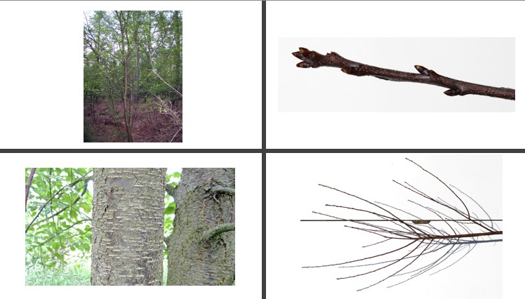 <p>Amerikaanse vogelkers</p>