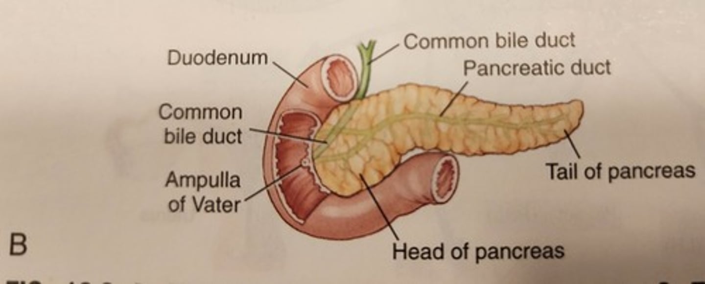 <p>clusters of endocrine tissue found throughout the pancreas, made up of different cell types that secrete various hormones, including insulin and glucagon. Non-endocrine cells found throughout the pancreas produce enzymes that facilitate digestion</p>