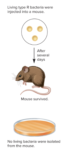 <ul><li><p>mouse survived and no living bacteria isolated from the mouse’s blood (2)</p></li></ul><p></p>