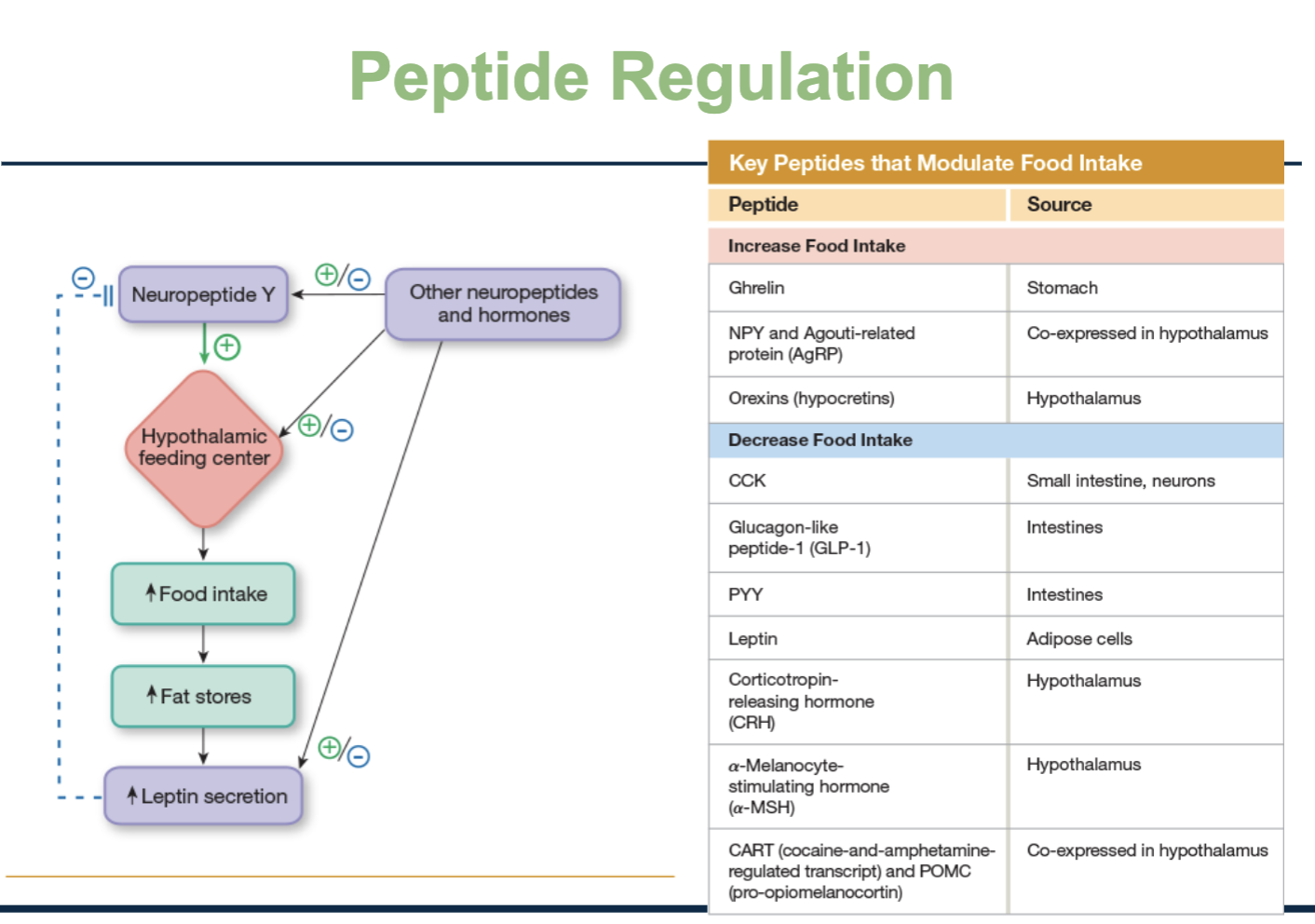 <ol><li><p><strong>Neuropeptide Y:</strong> Hunger-stimulating peptide made in the hypothalamus, which activates the hypothalamic feeding center</p></li><li><p>When the feeding center is activated</p></li></ol><p>        ↑ Food intake</p><p>        ↑ Fat stores</p><p>        ↑ Leptin secretion (leptin comes from fat cells)</p><ol start="3"><li><p><strong>Leptin</strong> then feeds back to the brain and:</p><ul><li><p>Inhibits NPY</p></li><li><p>Suppresses the feeding center</p></li><li><p><strong>Part of a negative feedback loop</strong></p><ul><li><p>↑ Fat, ↑ Leptin, less hunger/eat less </p></li></ul></li></ul></li></ol><p></p>