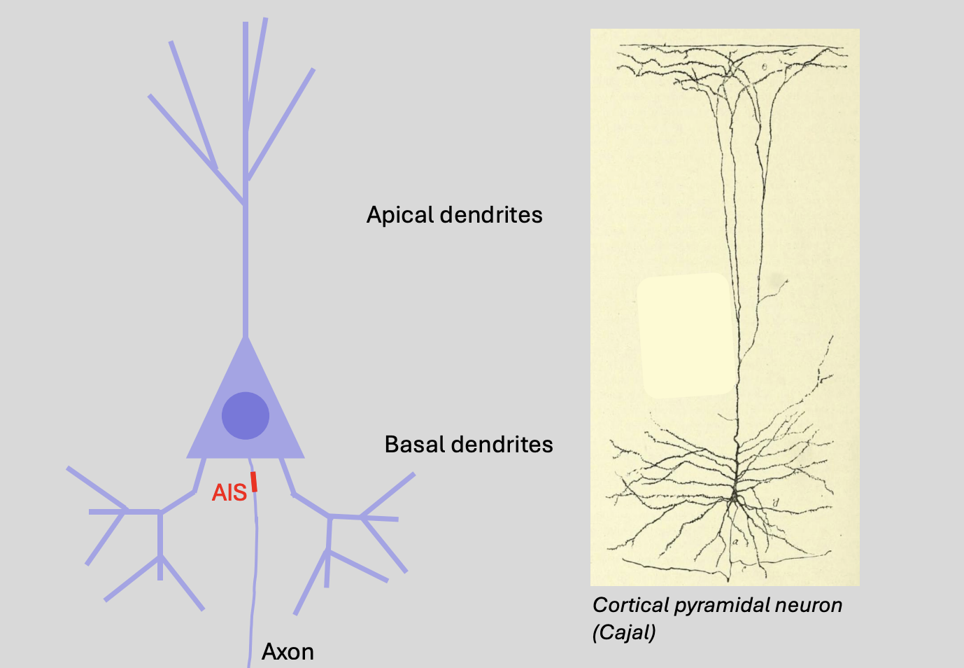 <ol><li><p><strong>basal</strong> and <strong>apical</strong> dendrites of cortical pyramidal neurons</p></li><li><p>density of spines can vary along the dendritic tree</p></li></ol><p></p><p><em>signal processing can be different between the apical and basal dendrites</em></p><p><em>a→ the axon in the image on the right</em></p><p></p>