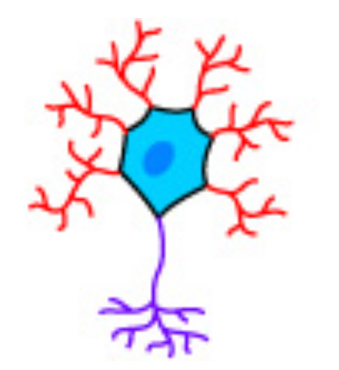 <p>Which type of neuron is this?</p>