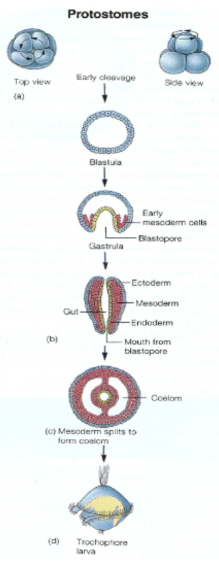 <p>Phylum Mollusca: Protostome (developmental pattern)</p>