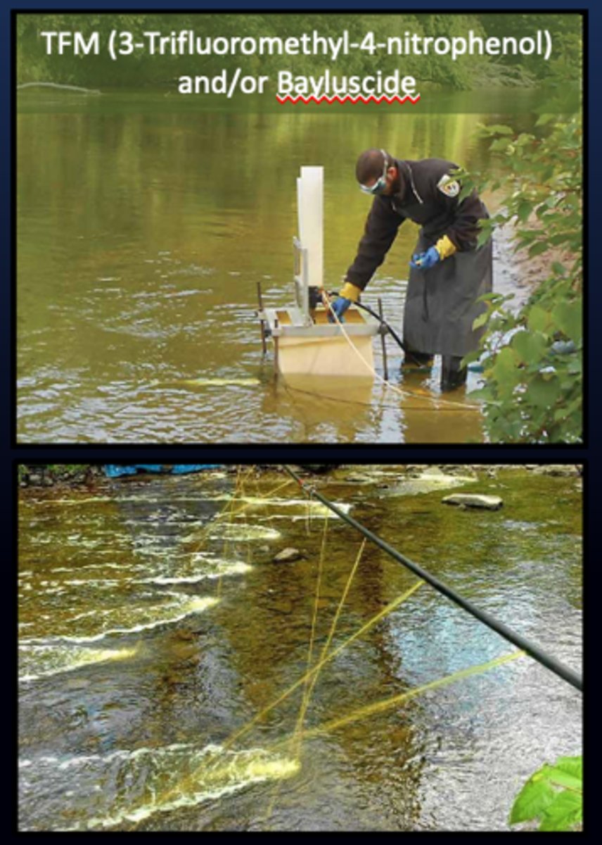 <p>Chemical Control of Sea Lamprey</p><p>TFM = 3-Trifluoromethyl 4 nitrophenol</p>