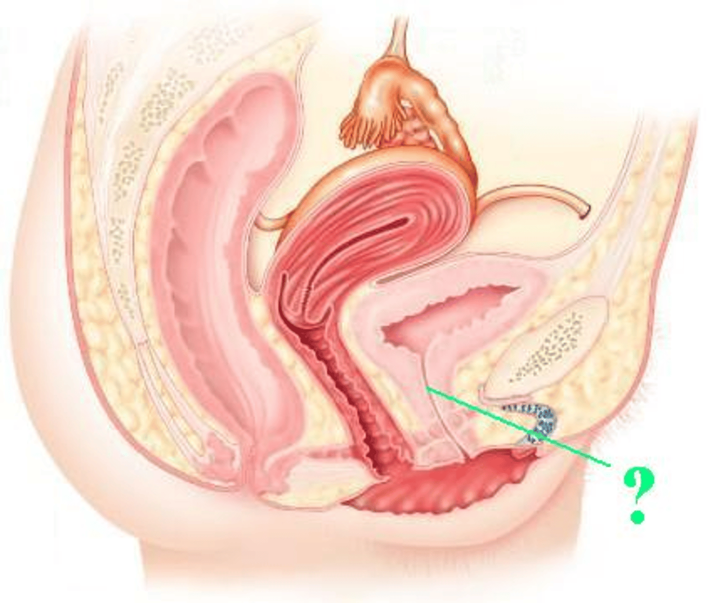 <p>Identify the indicated structure.</p>