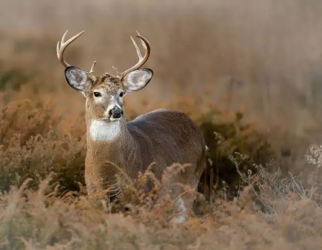 <p>What is this animal?</p>