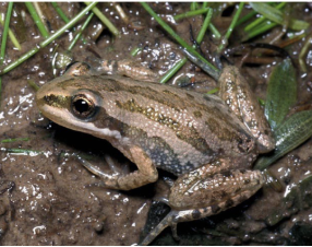 <p>western chorus frog</p>