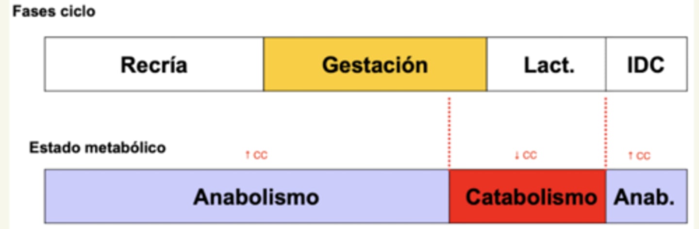 <p>mayoría: anabolismo</p><p>fin: catabolismo</p>