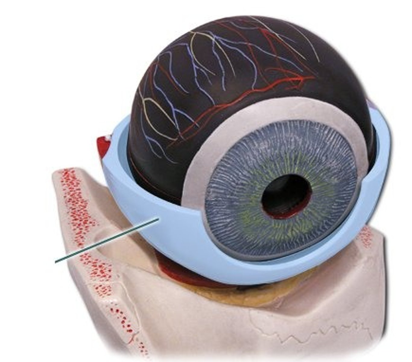 <p>tough, fibrous, white outer layer of the eyeball that protects the eye and maintains its shape; provides structural support for the eyeball, protects the delicate inner components from injury, and serves as an attachment stie for the extraocular muscles that control eye movement</p>