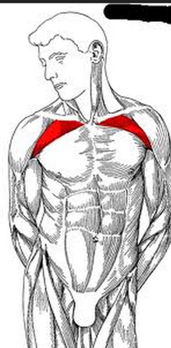 <p>Pectoralis Major Upper Fibers</p>