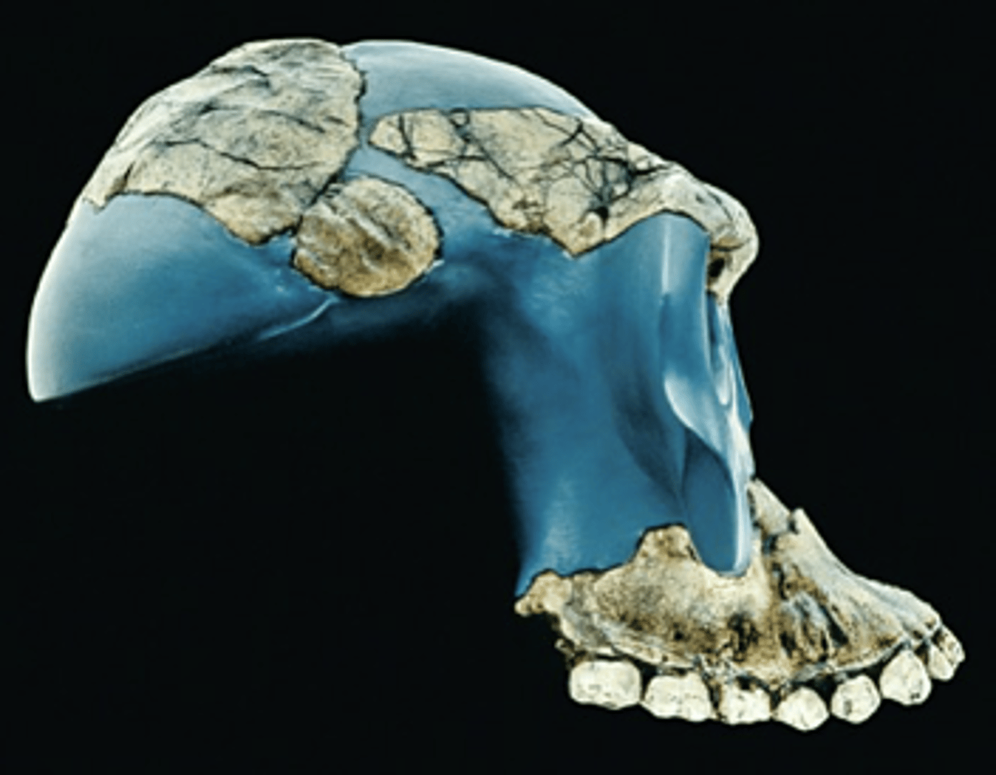 <p>- Small brain, Prognathic face</p>